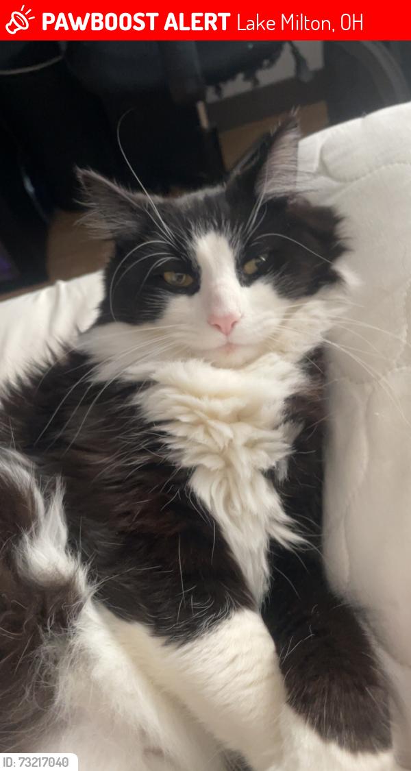 Lost Male Cat last seen He was stuck in a tree in the front of the beach for a long time all day then we got him out and ran by the restrooms, Lake Milton, OH 44429