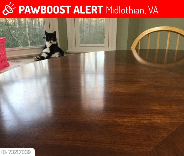 Lost Male Cat last seen Sika court, Midlothian, VA 23112