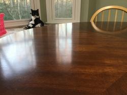 Lost Male Cat last seen Sika court, Midlothian, VA 23112