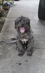Found/Stray Male Dog last seen MT Verson and Niles, East Bakersfield, CA 93305