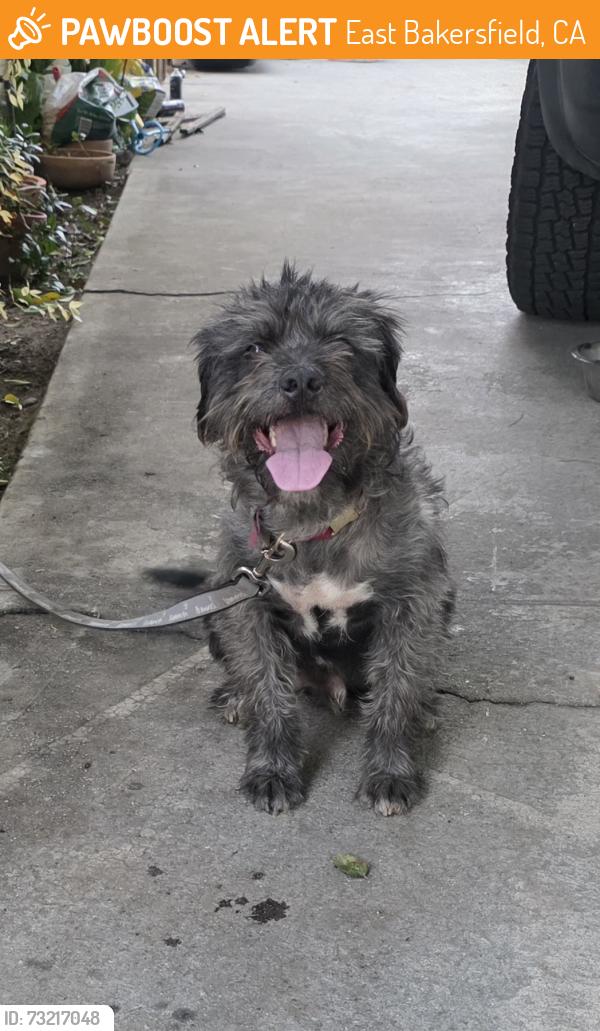 Found/Stray Male Dog last seen MT Verson and Niles, East Bakersfield, CA 93305