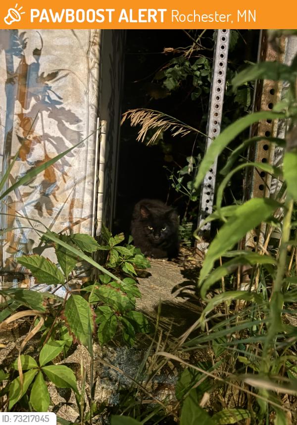 Found/Stray Unknown Cat last seen By the TJ Maxx intersection on the Baihly Hills side, Rochester, MN 55902