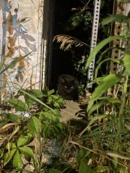 Found/Stray Unknown Cat last seen By the TJ Maxx intersection on the Baihly Hills side, Rochester, MN 55902