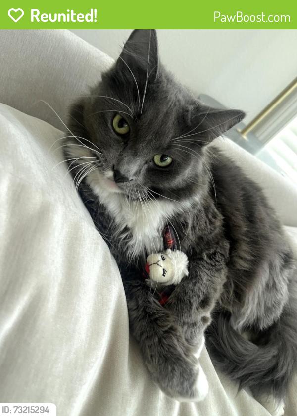 Reunited Male Cat last seen Glennfield Manor. N Linder Rd, W Cherry Ln, Meridian, ID 83646