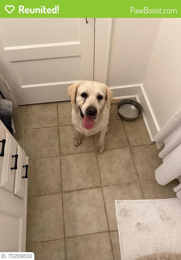 Reunited Female Dog last seen Monroe Street, Columbia, SC 29205