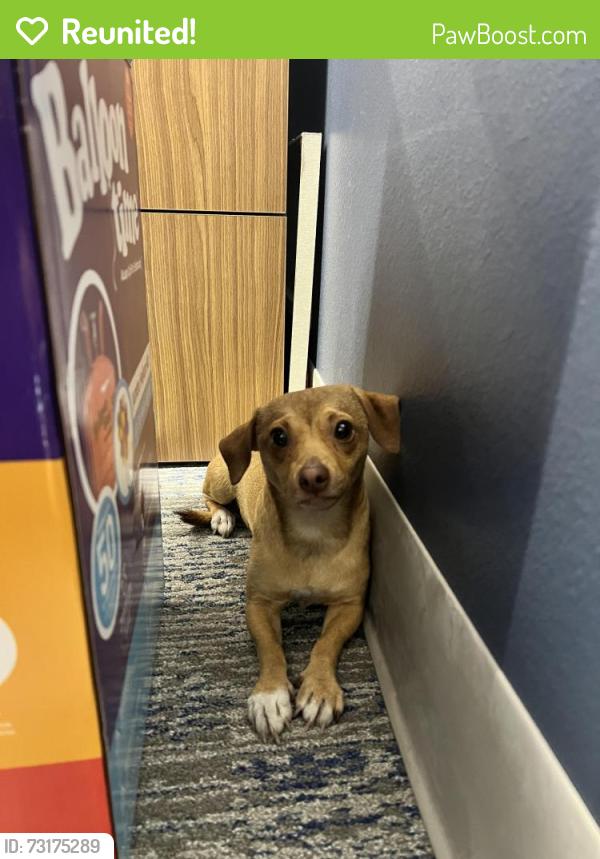 Reunited Male Dog last seen Valley View and Desert Inn, Las Vegas, NV 89102