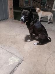 Found/Stray Male Dog last seen Fortuna @ NW 36TH ST, San Antonio, TX 78237