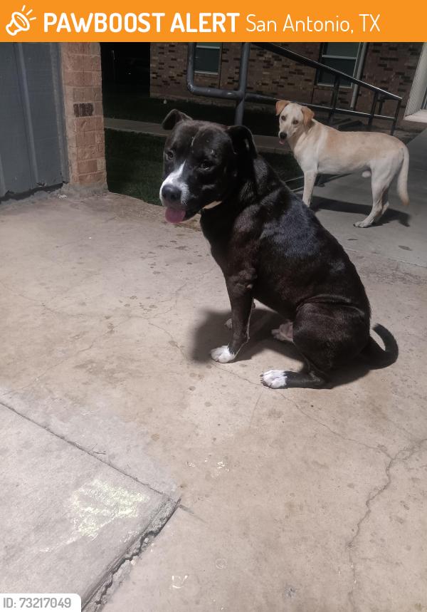Found/Stray Male Dog last seen Fortuna @ NW 36TH ST, San Antonio, TX 78237