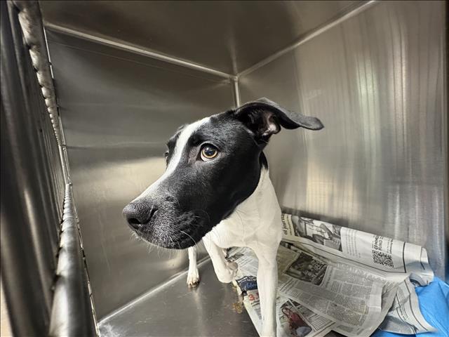 Shelter Stray Male Dog last seen , West Valley Animal Shelter, 20655 Plummer St, Chatsworth, CA 91311, USA