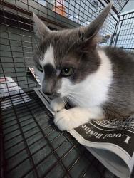 Shelter Stray Male Cat last seen , West Valley Animal Shelter, 20655 Plummer St, Chatsworth, CA 91311, USA