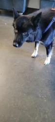 Shelter Stray Male Dog last seen , West Valley Animal Shelter, 20655 Plummer St, Chatsworth, CA 91311, USA