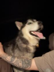 Reunited Male Dog last seen Richcrest, Hyattsville, MD 20781