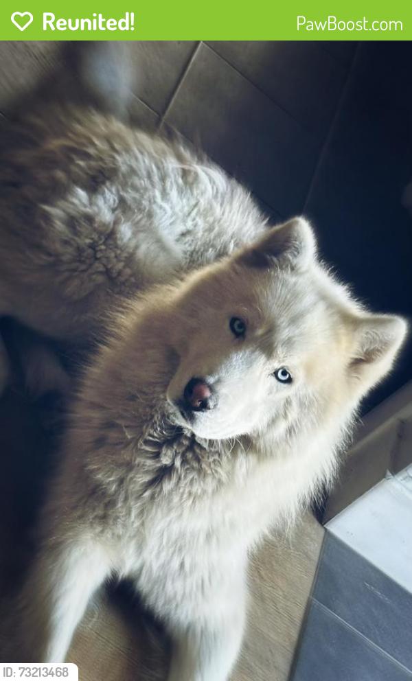 Reunited Male Dog last seen Brookhurst st, Garden Grove, CA 92843
