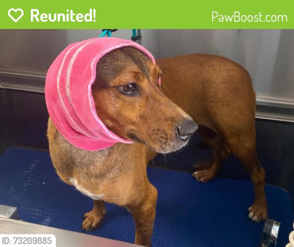 Reunited Female Dog last seen cactus trails elementary area, El Paso, TX 79938