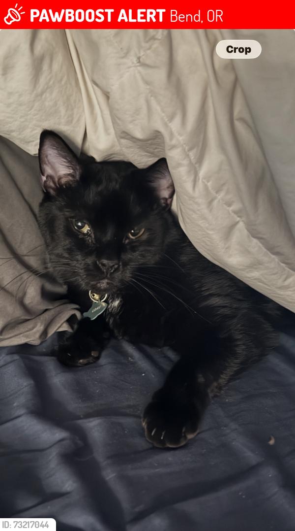 Lost Male Cat last seen 85th to the North, Tumalo rd. To the South, Bend, OR 97703