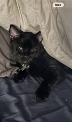 Lost Male Cat last seen 85th to the North, Tumalo rd. To the South, Bend, OR 97703