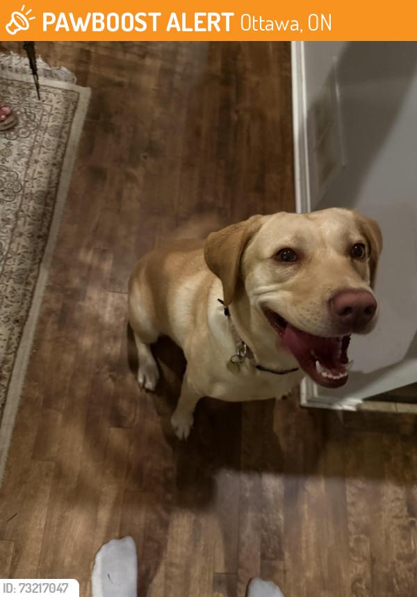 Found/Stray Female Dog last seen Farm boy in greenbank rd, Barrhaven ON, Ottawa, ON 