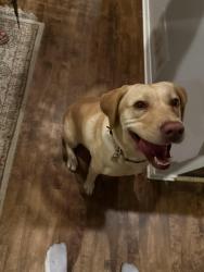 Found/Stray Female Dog last seen Farm boy in greenbank rd, Barrhaven ON, Ottawa, ON 