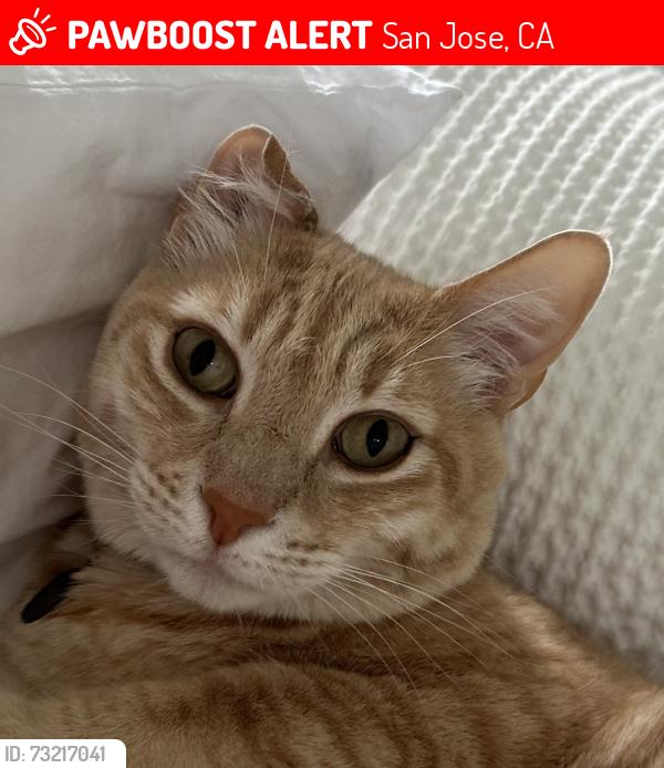 Lost Female Cat last seen Villages Parkway, San Jose, CA 95135