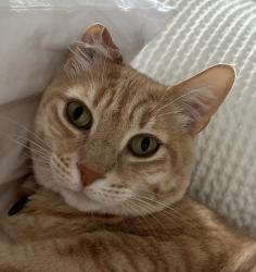 Lost Female Cat last seen Villages Parkway, San Jose, CA 95135