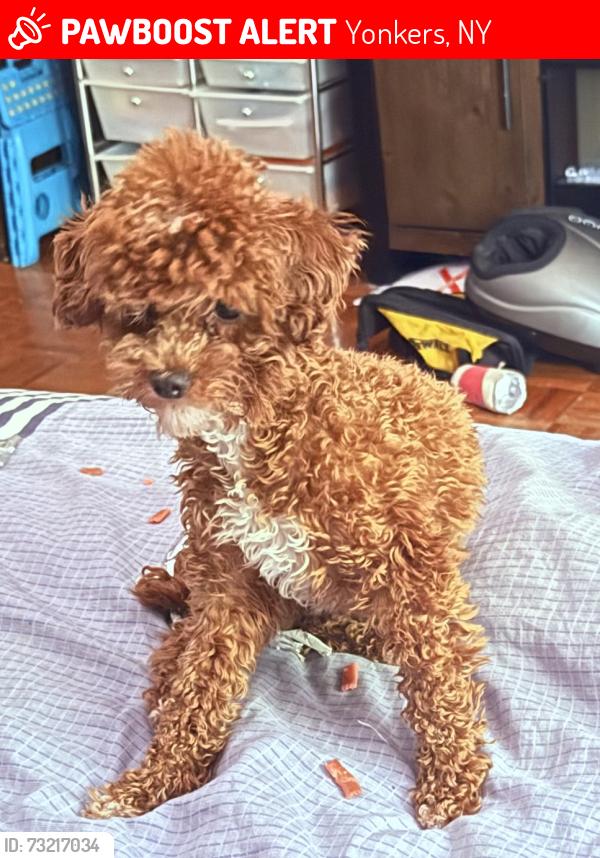 Lost Female Dog last seen Manning ave & sawmill riv pkwy, Yonkers, NY 10701