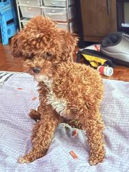 Lost Female Dog last seen Manning ave & sawmill riv pkwy, Yonkers, NY 10701