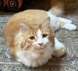 Lost Male Cat last seen 30th Ave NE & NE Meadow Pl, Lake Forest Park, WA 98155