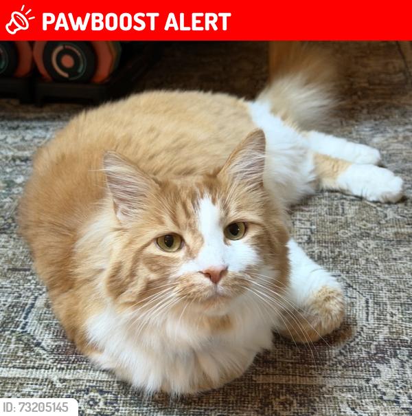 Lost Male Cat last seen 30th Ave NE & NE Meadow Pl, Lake Forest Park, WA 98155