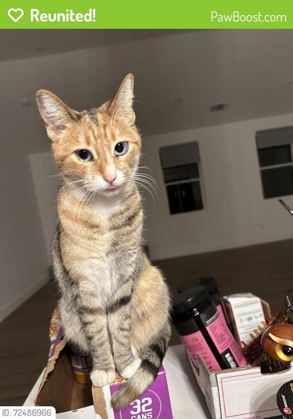 Reunited Female Cat last seen Near Esplanade Chico CA 95926, Chico, CA 95926