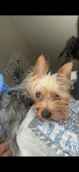 Reunited Female Dog last seen Near Bluff ave Nlv 89032, Las Vegas, NV 89108