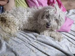 Found/Stray Female Dog last seen 51st Ave and Maryland, Glendale, AZ 85301