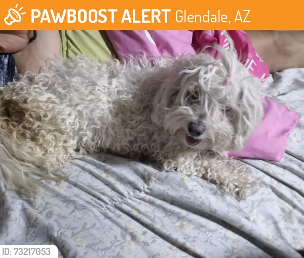 Found/Stray Female Dog last seen 51st Ave and Maryland, Glendale, AZ 85301