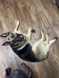 Reunited Male Dog last seen High Rock Rd & Hwy 61, Gibsonville, NC 27249