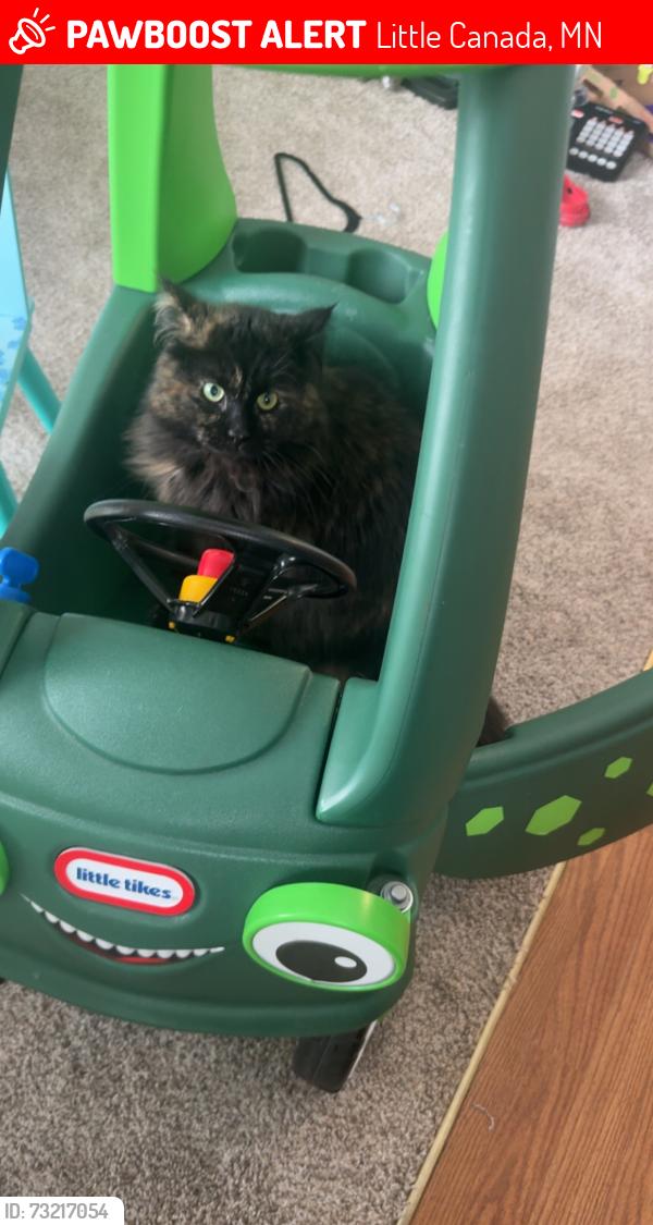 Lost Female Cat last seen Desoto, Little Canada, MN 55117
