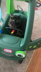 Lost Female Cat last seen Desoto, Little Canada, MN 55117