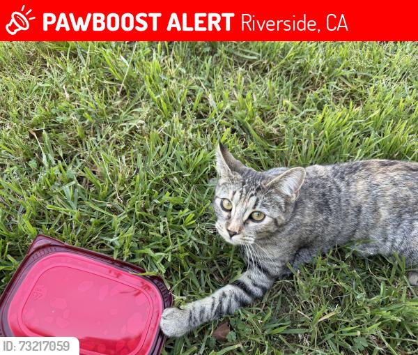 Lost Female Cat last seen Near Bardwell Ave 92506, Riverside, CA 92506