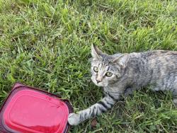 Lost Female Cat last seen Near Bardwell Ave 92506, Riverside, CA 92506