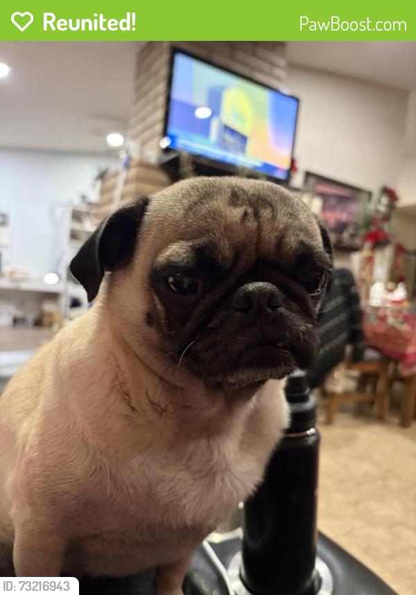 Reunited Female Dog last seen Mount Hood and Owens, Sunrise Manor, NV 89110