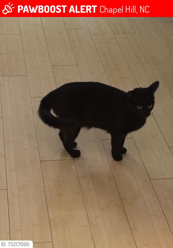 Lost Female Cat last seen Hillside Dr., Chapel Hill, Chapel Hill, NC 27517