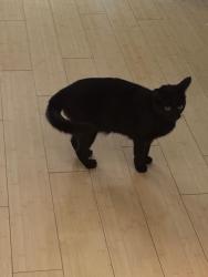 Lost Female Cat last seen Hillside Dr., Chapel Hill, Chapel Hill, NC 27517