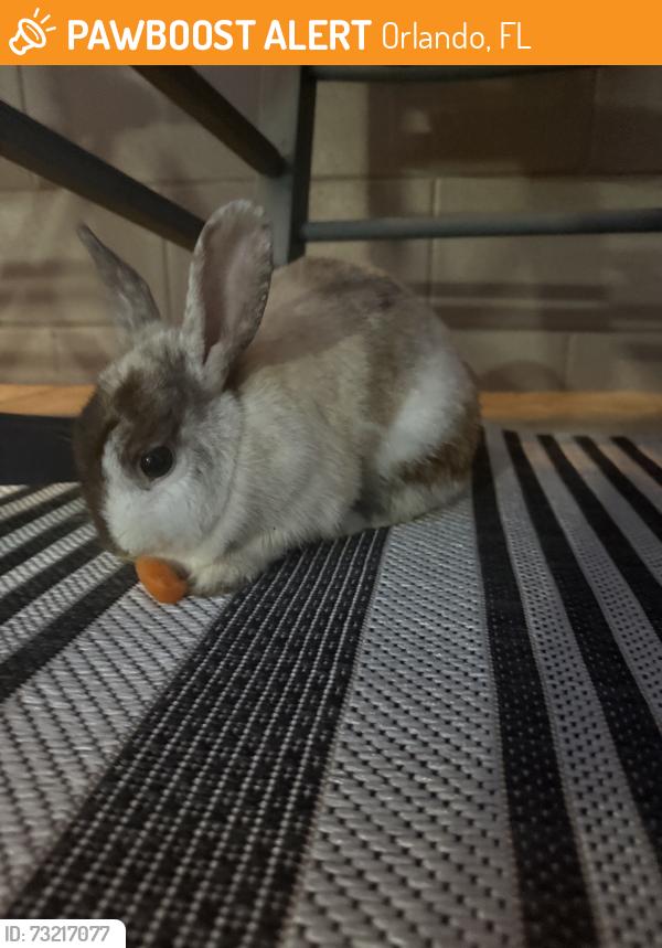 Rehomed Unknown Rabbit last seen Lake Margaret Dr and Conway Gardens Rd, Orlando, FL 32806