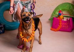 Shelter Stray Male Dog last seen , 2769 Conroy Rd, Orlando, FL 32839, USA