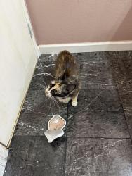 Found/Stray Female Cat last seen Seen near Darvon street, Newark, CA 94560