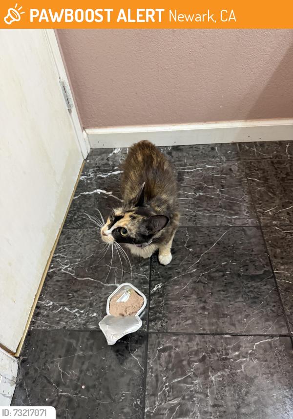 Found/Stray Female Cat last seen Seen near Darvon street, Newark, CA 94560