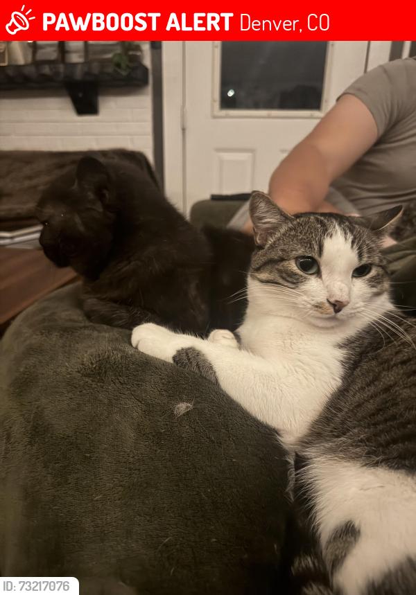 Lost Male Cat last seen Harvard and vassar, Denver, CO 80219