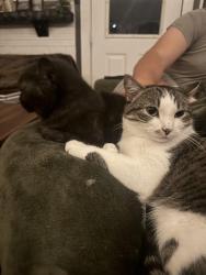 Lost Male Cat last seen Harvard and vassar, Denver, CO 80219