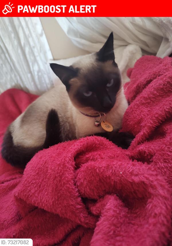 Lost Female Cat last seen Rua reginaldo barker, Conjunto Habitacional Sitio Conceicao, SP 08474-390