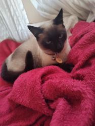 Lost Female Cat last seen Rua reginaldo barker, Conjunto Habitacional Sitio Conceicao, SP 08474-390