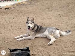 Lost Male Dog last seen Bearwood Avenue, Greeley, CO 80631