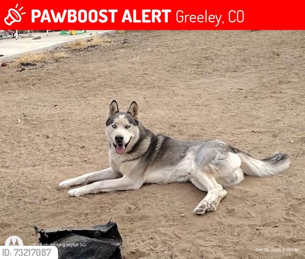 Lost Male Dog last seen Bearwood Avenue, Greeley, CO 80631